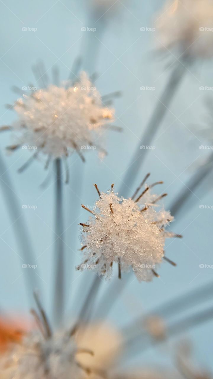 plant with caps covered with snow