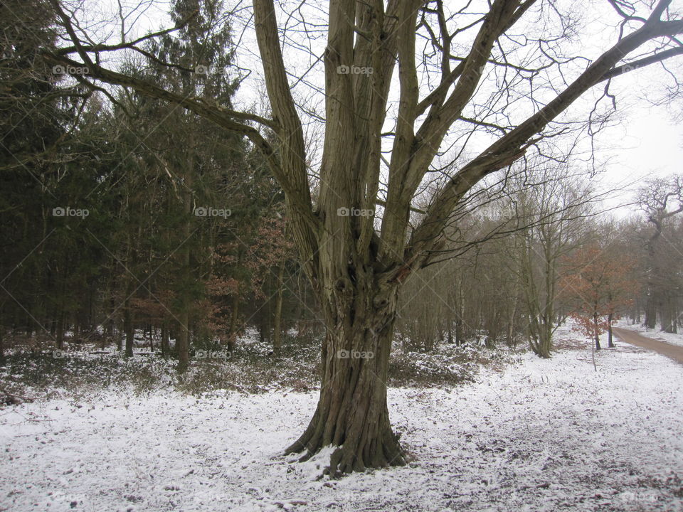 Tree In The Snow