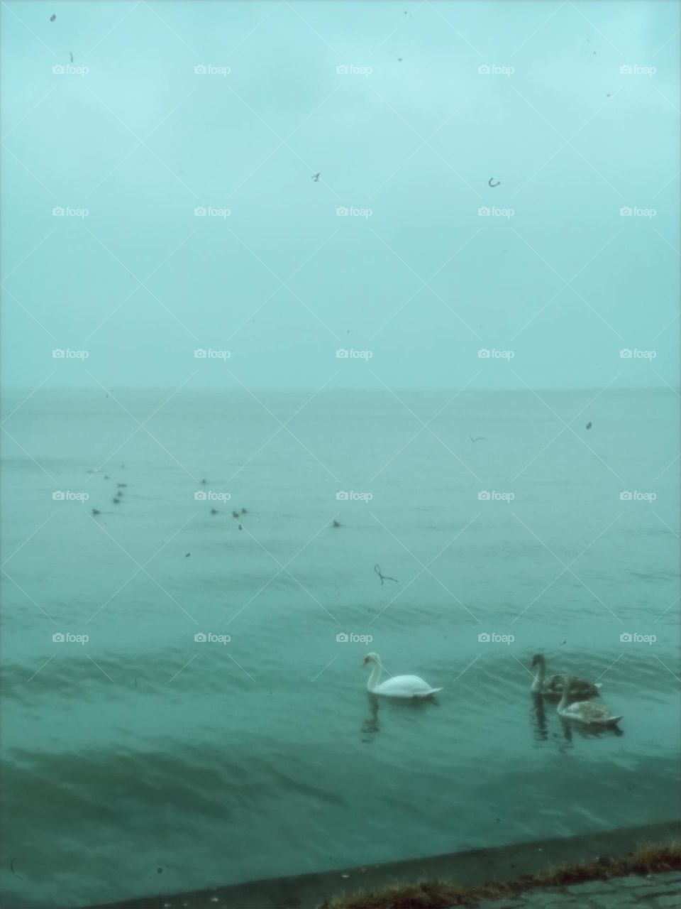 What could be more beautiful than witnessing a swan dance.