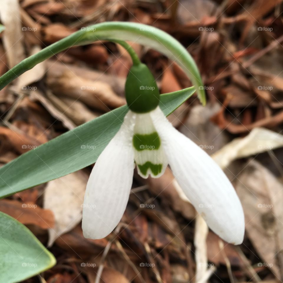 Galanthus nivali