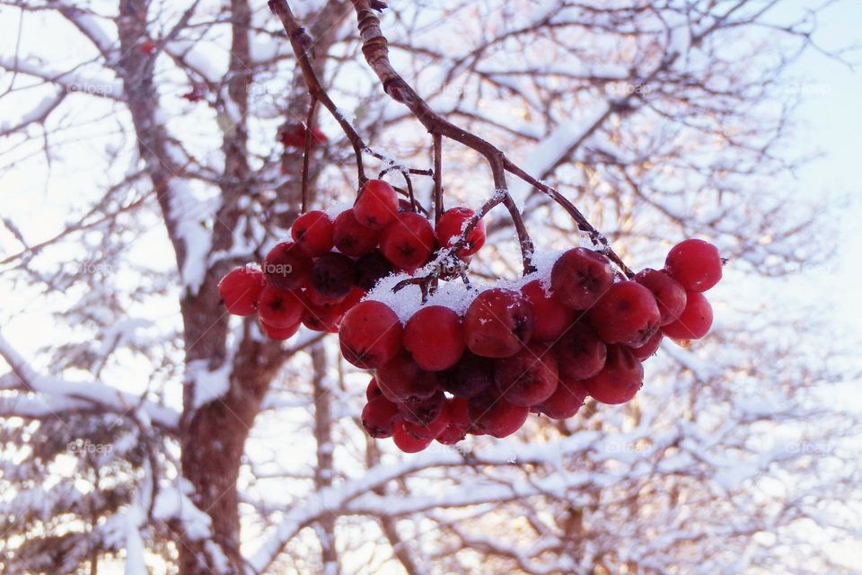 Snowy rowanberries