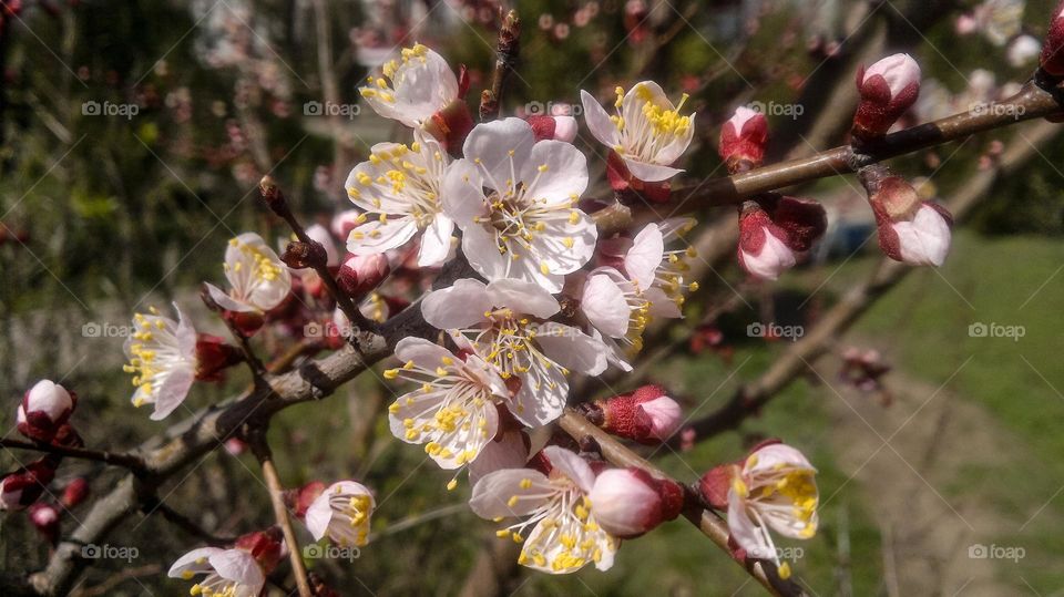 Branch of blossoming apricot.