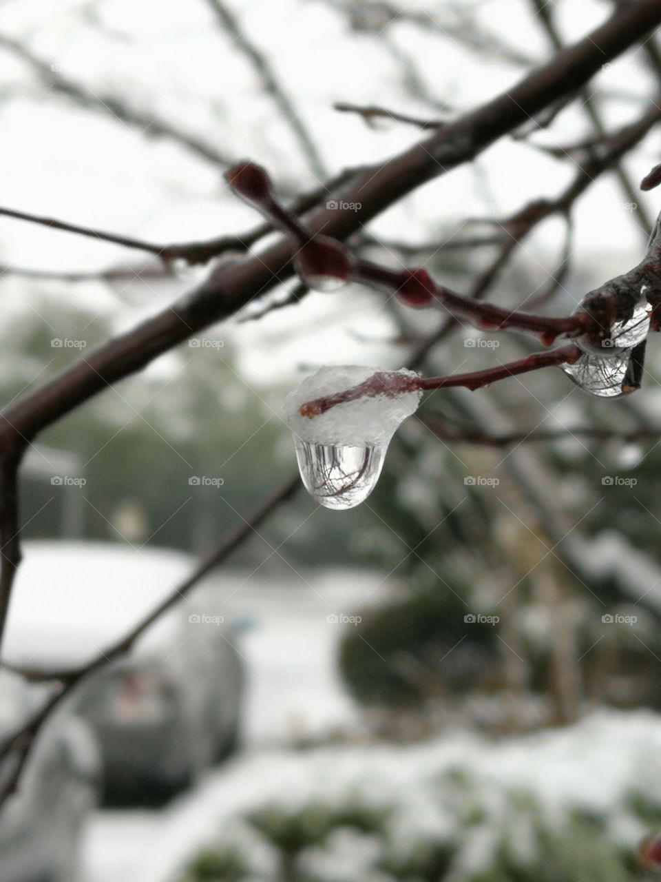 Winter, Snow, Nature, Tree, Branch