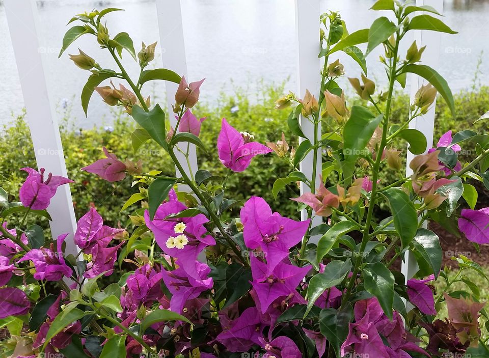 Leaf, Nature, Flora, Flower, Garden