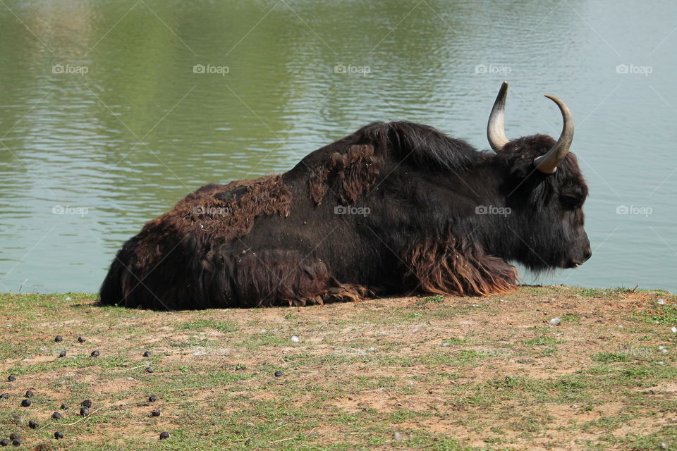 Yak