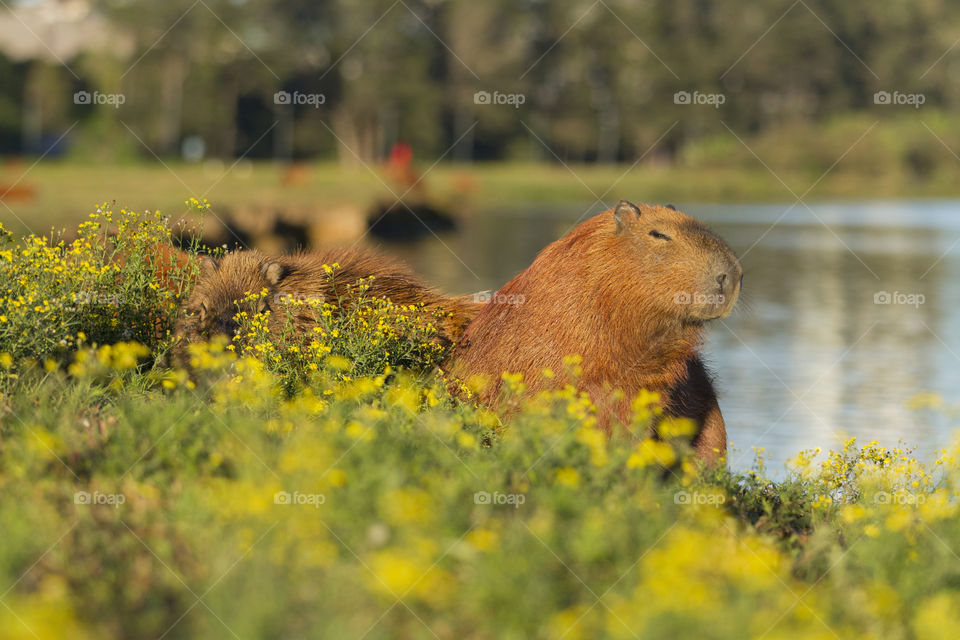 Capybara.