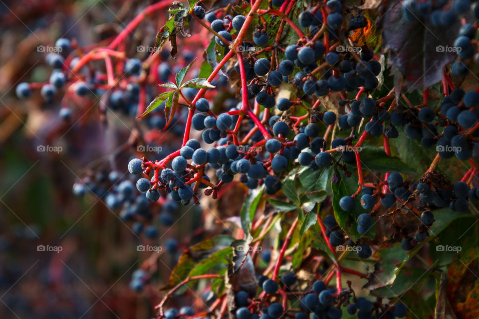 Wild grapes in fall