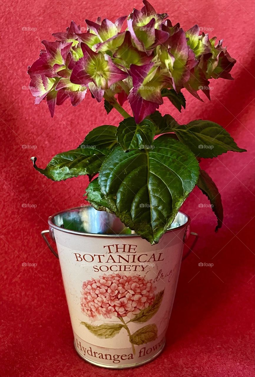 Little hortensia in a bucket