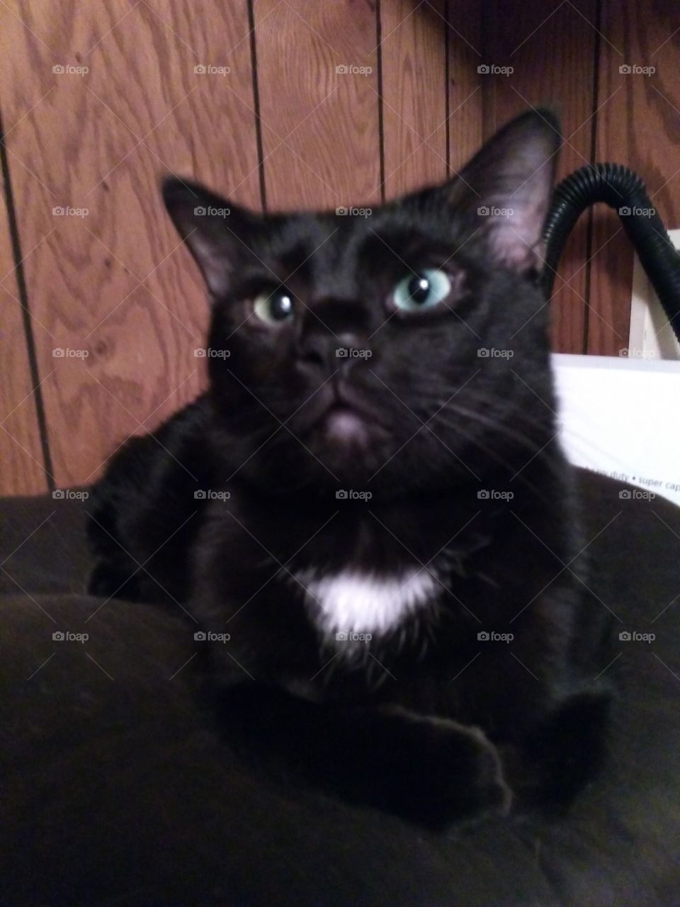 Sparkle, with attitude