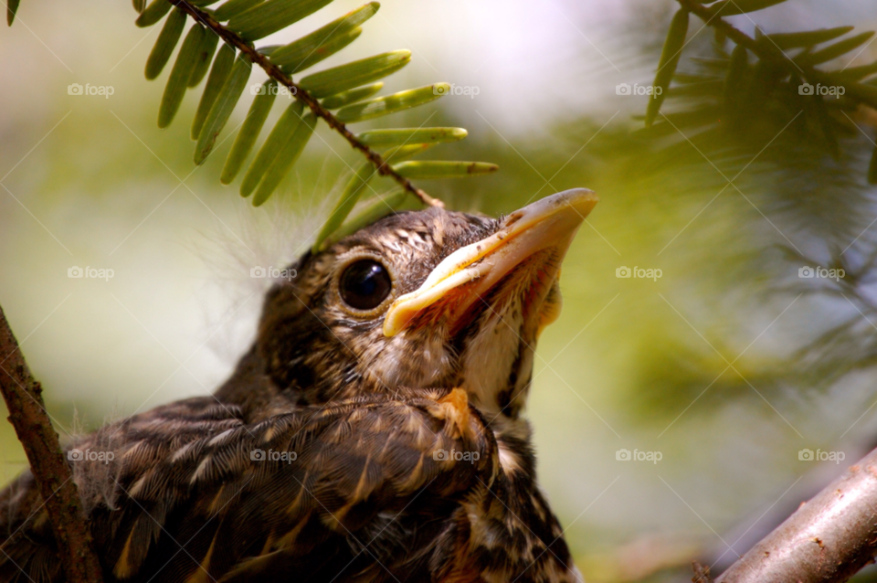 baby bird by refocusphoto