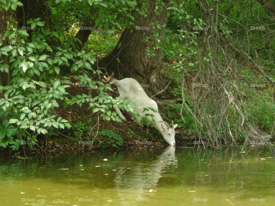 Goat in the forest 