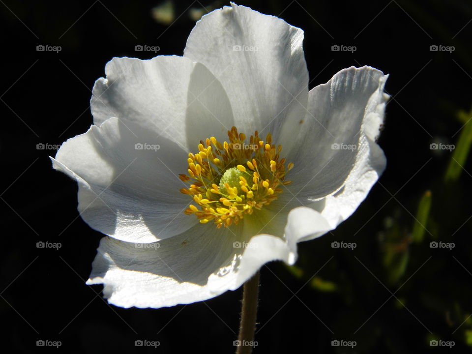 white flower in the garden