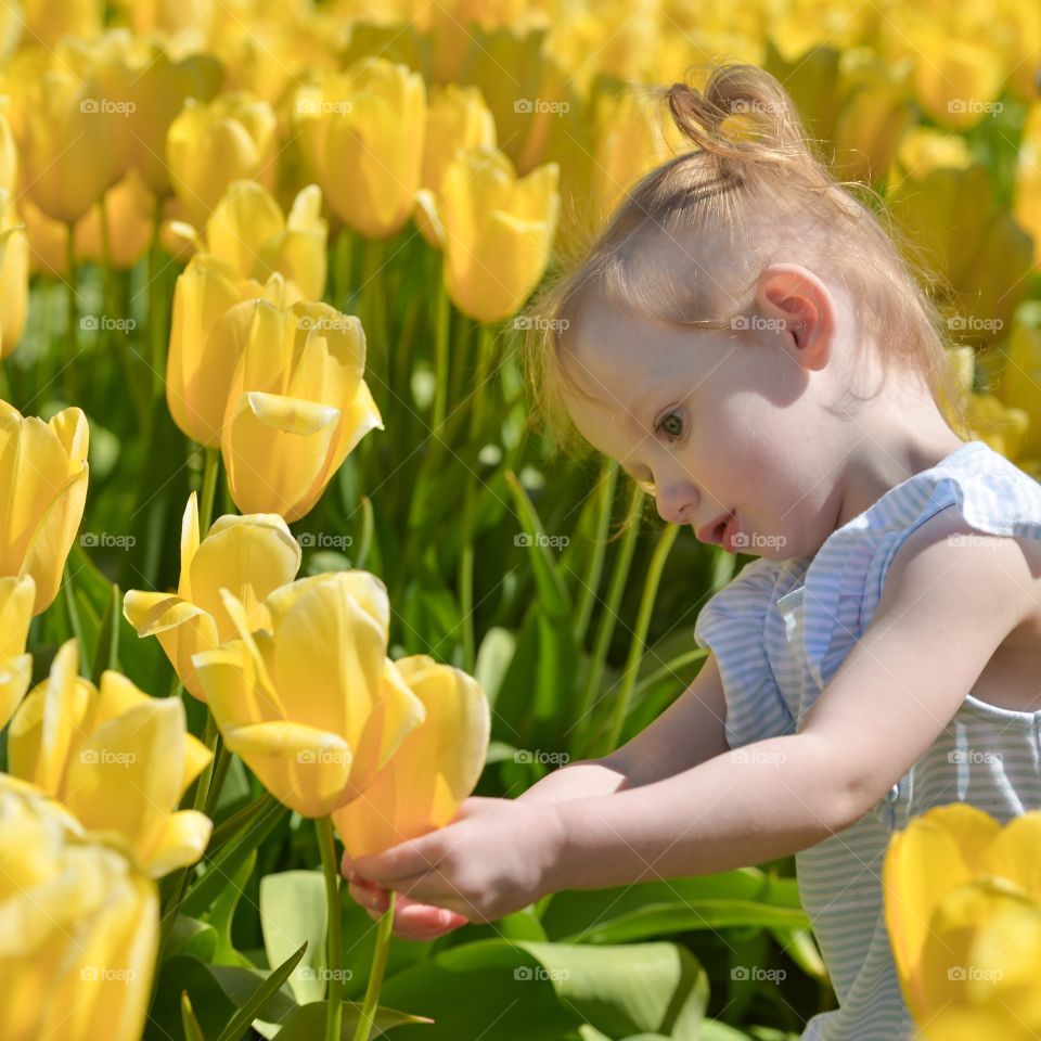 Yellow Tulips 1