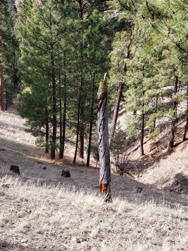 lone tree