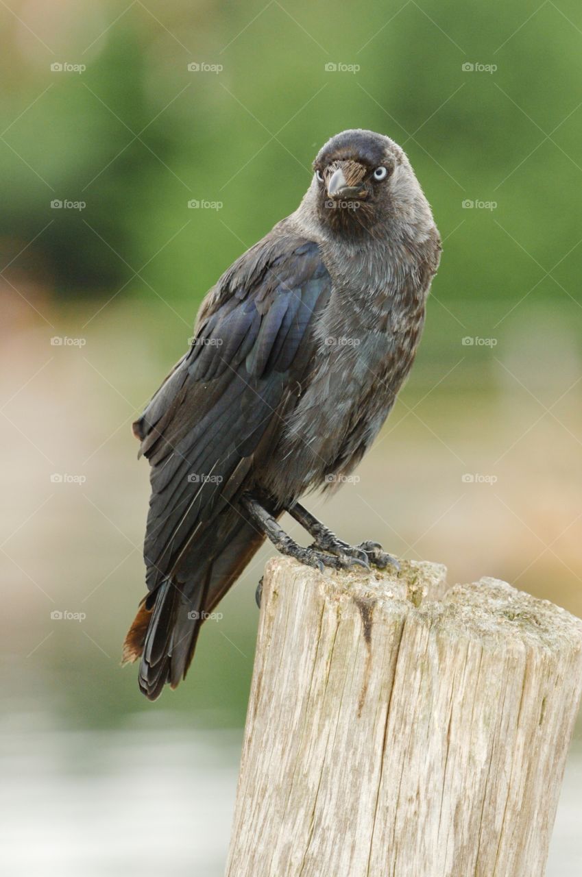Crow perching on wooden post