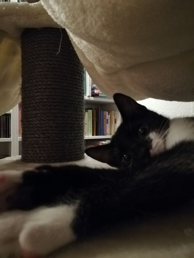 Miau