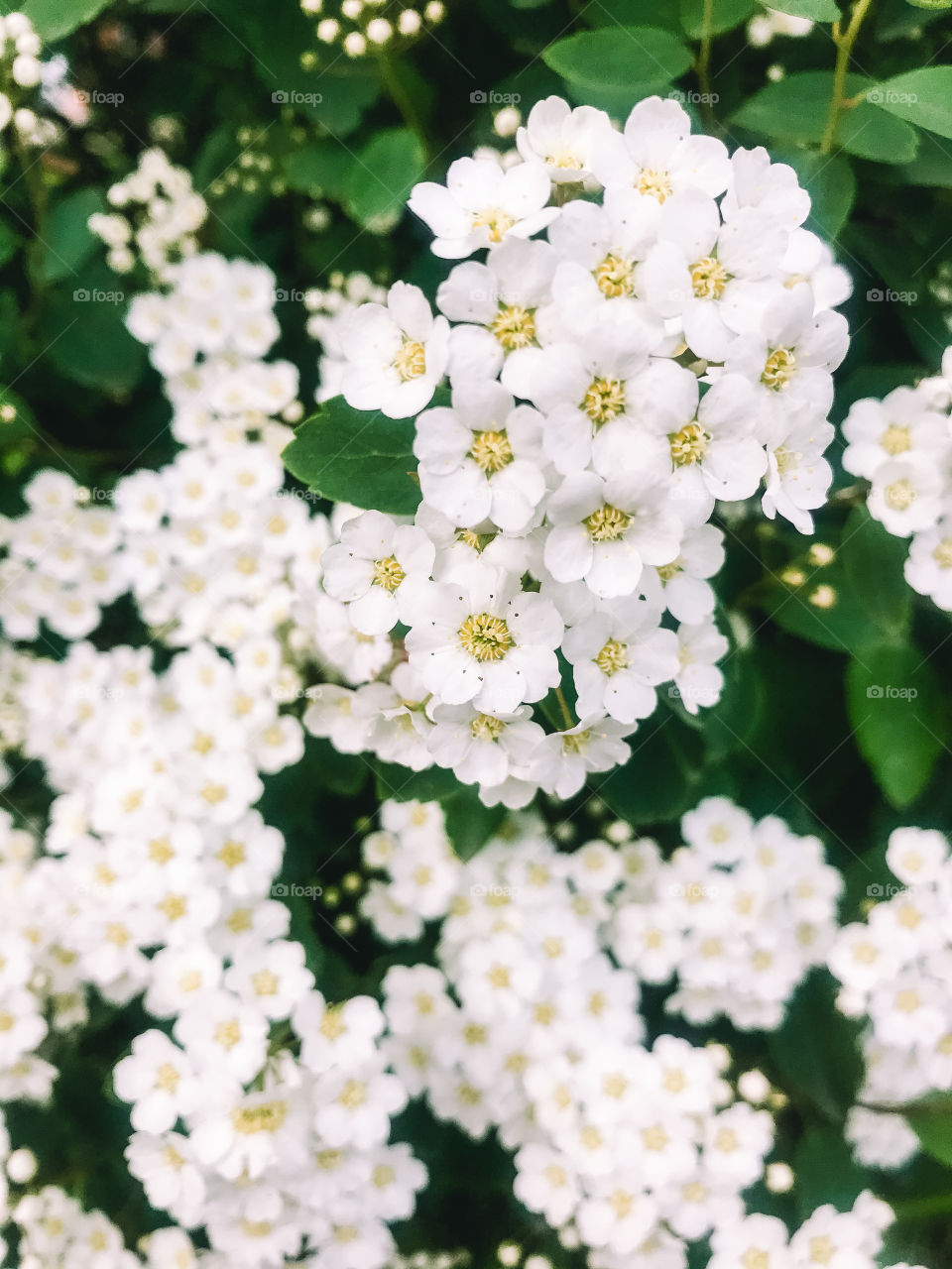 White flowers 