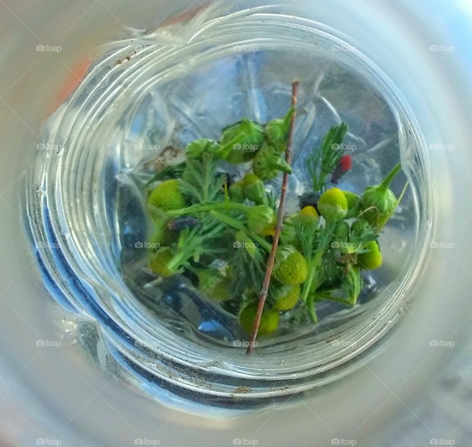 Bug House. We made a bug habitat today with a bottle while hiking