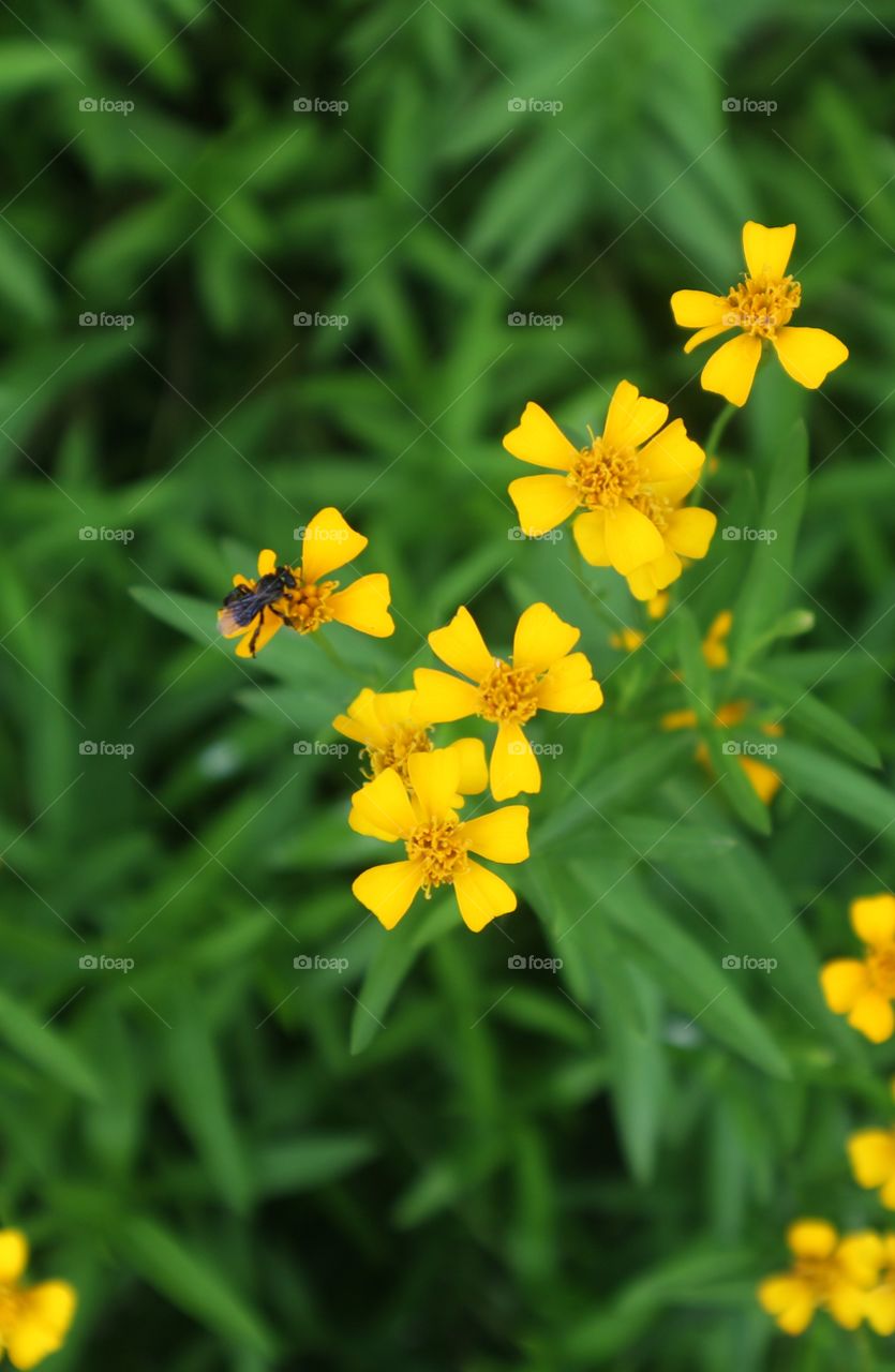portrait of a flowers