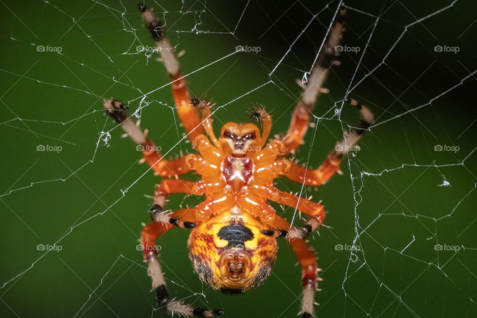 The underside of a Marbled Orbweaver reveals the face of an evil alien. 