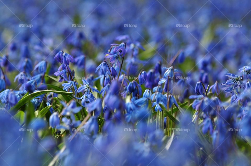 blue snowdrops field in the park in Poland