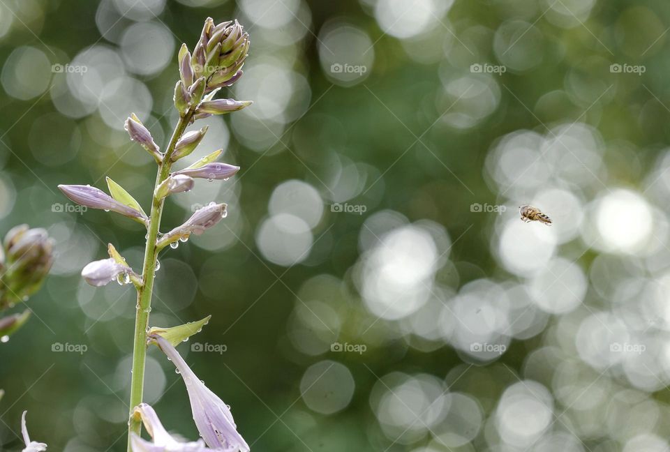 Wonderful summer day, flowers and insects.After the rain.