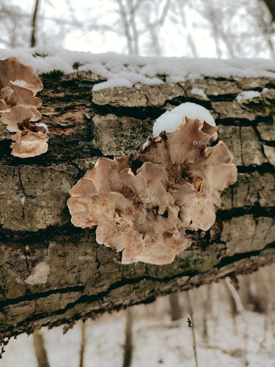 Mushrooms on tree trunk in winter forest