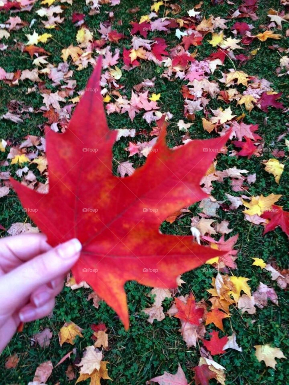 Red maple leaves