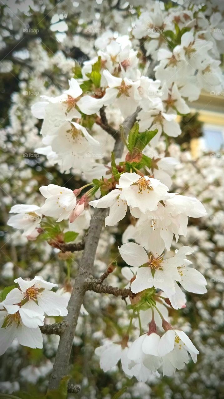 Sunday afternoon snapping photos of every beautiful thing I saw