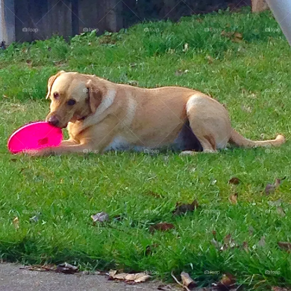 Milo