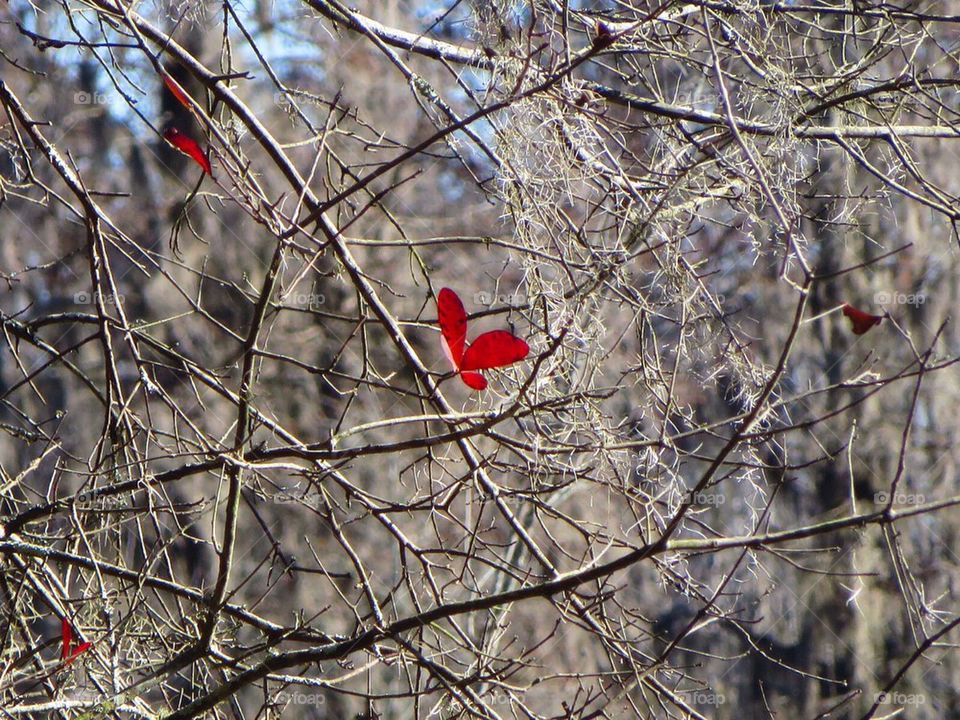 Solitary Red Leaf