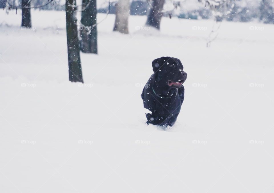 Dog is playing with the snow 