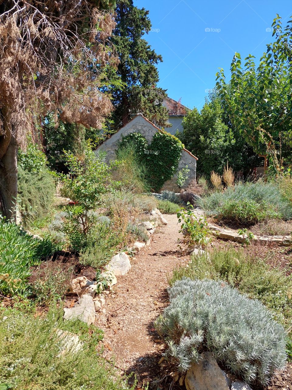 A garden decorated with various medical herbs and a small house overgrown with creepers in the shape of heart