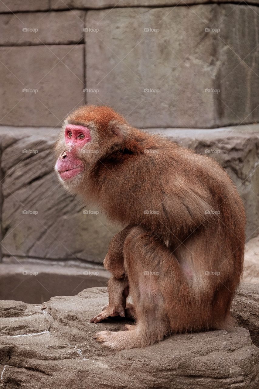 Monkey Sitting On A Stone Wall, Monkey At The Zoo, Animal Photography, Wildlife