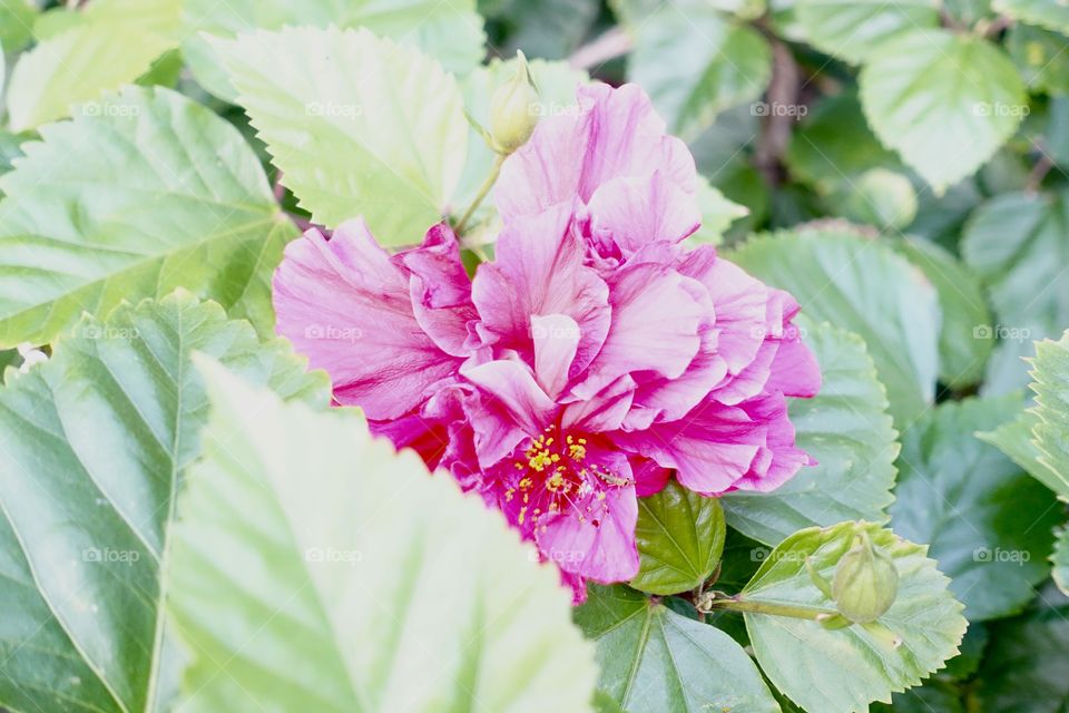A bright pink rose close-up where a little insect is smelling the scent.
