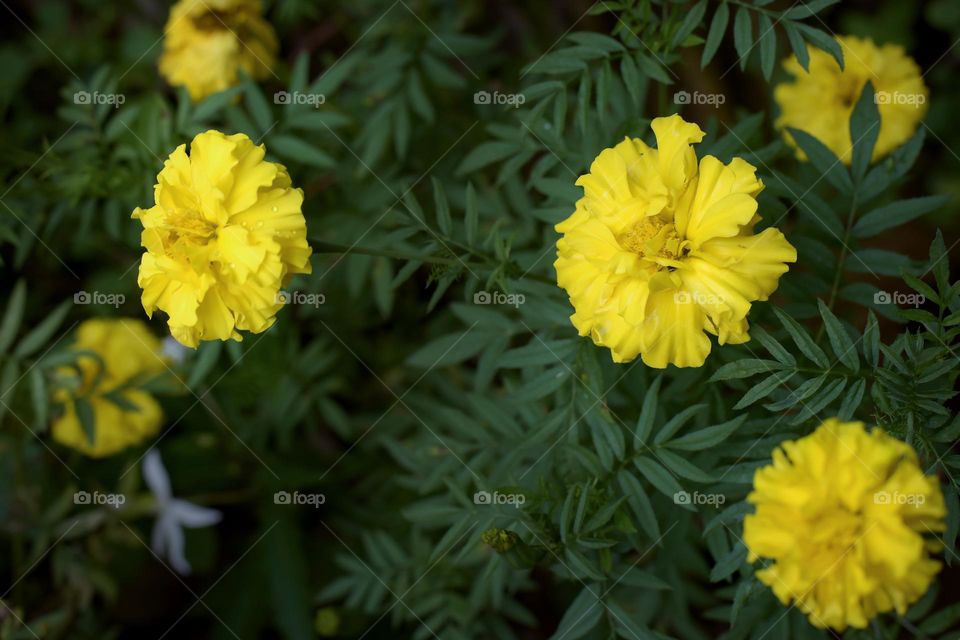 Marigold flowers symbolize beauty, wealth, glory, warmth, to holiness. In addition to these meanings, there are other meanings that are contradictory. This flower is also believed to symbolize sadness, breakup, grief, disappointment, and cruelty.
