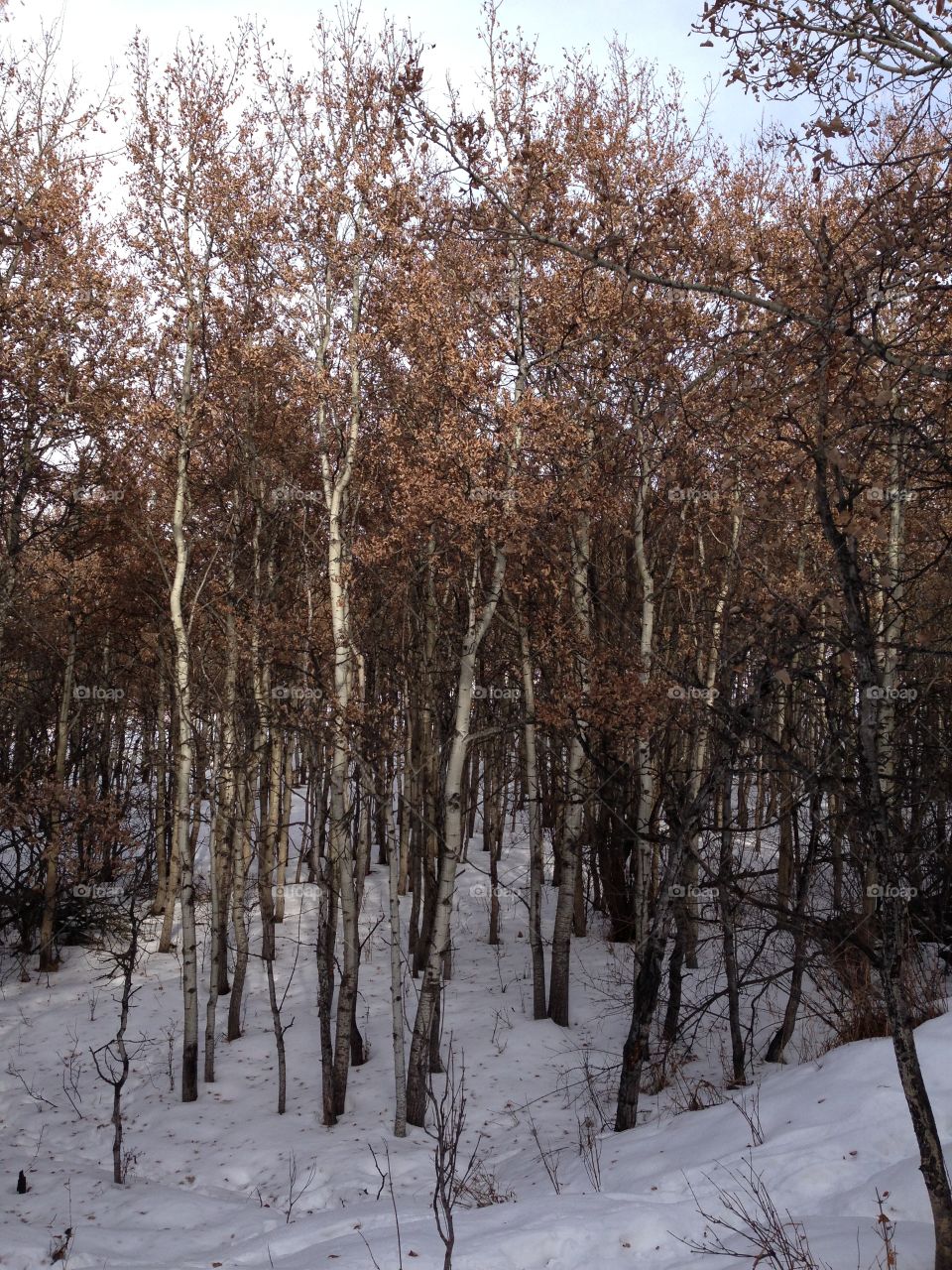 Aspen trees in winter. 