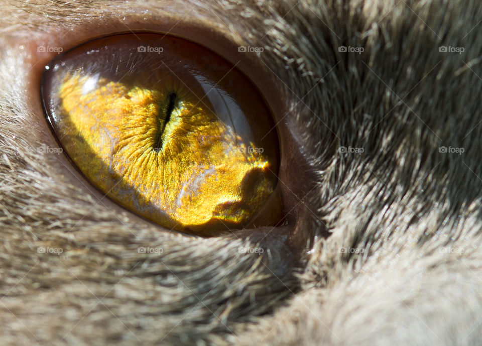 Yellow eye of a grey British cat closeup