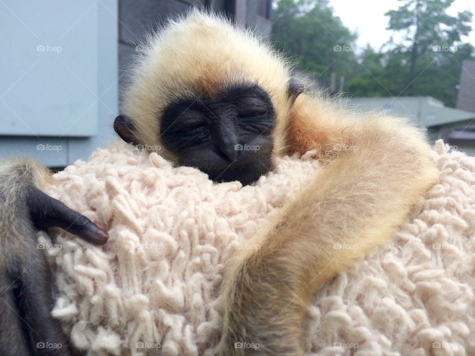 Baby gibbon 