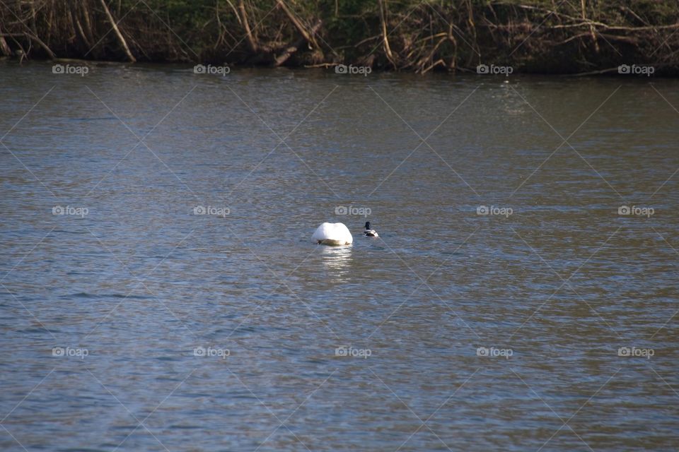 close up of a white swan