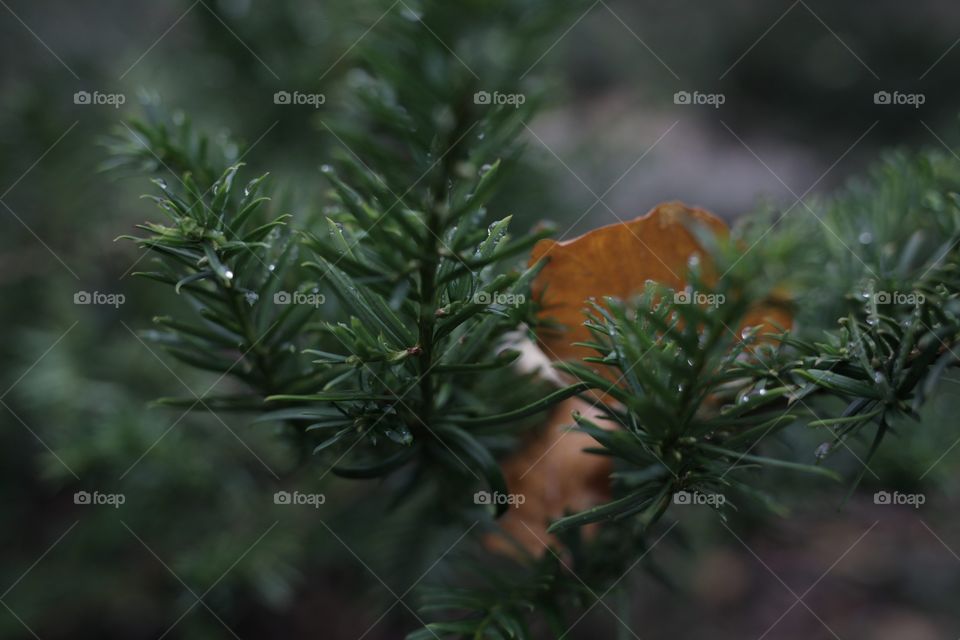 Close-up of a tree branch