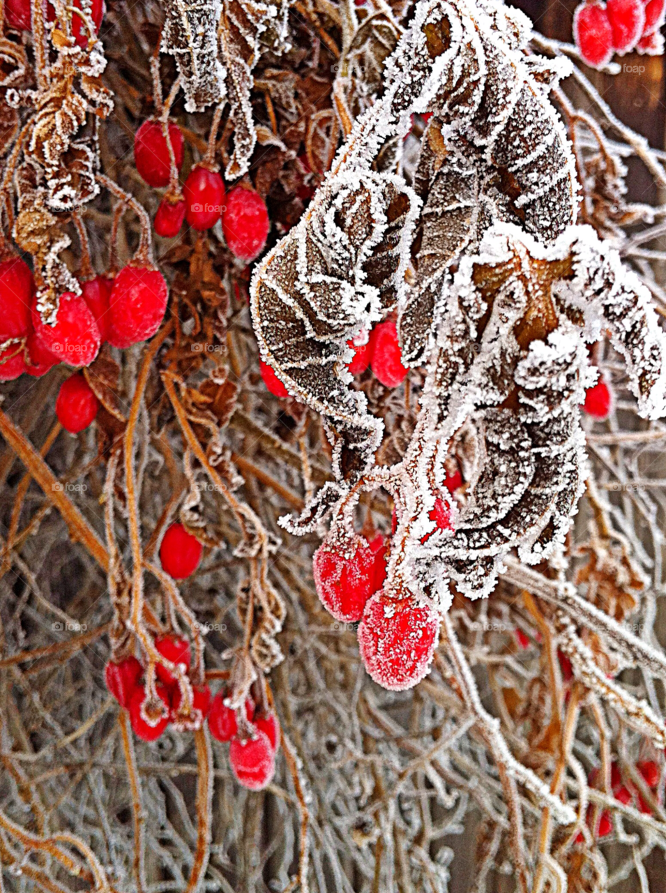 canada winter red cold by campbellrobertson