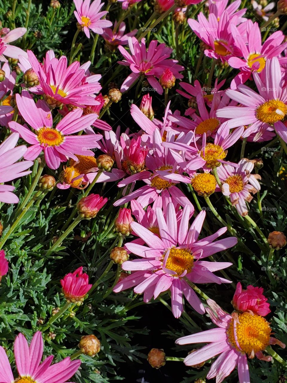 Pink Daisies in Spring