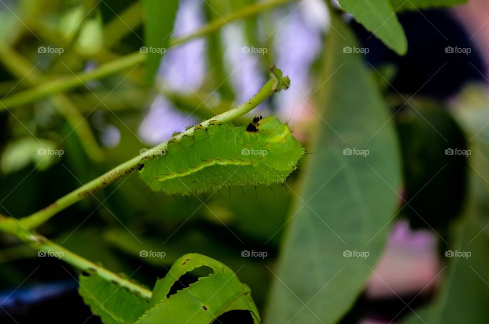 Caterpillars 