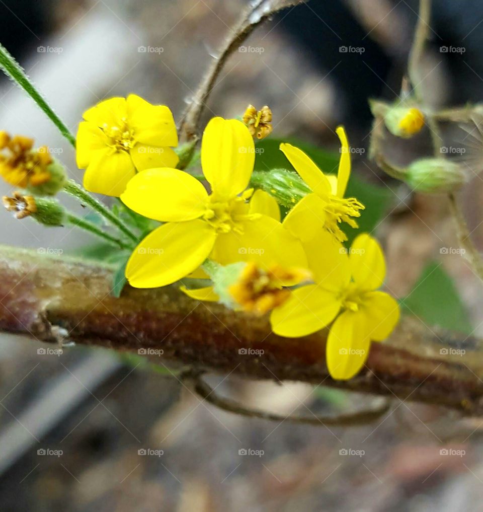 Flower, Nature, Flora, Blooming, Leaf