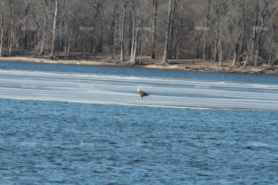 Eagle on Mississippi River 