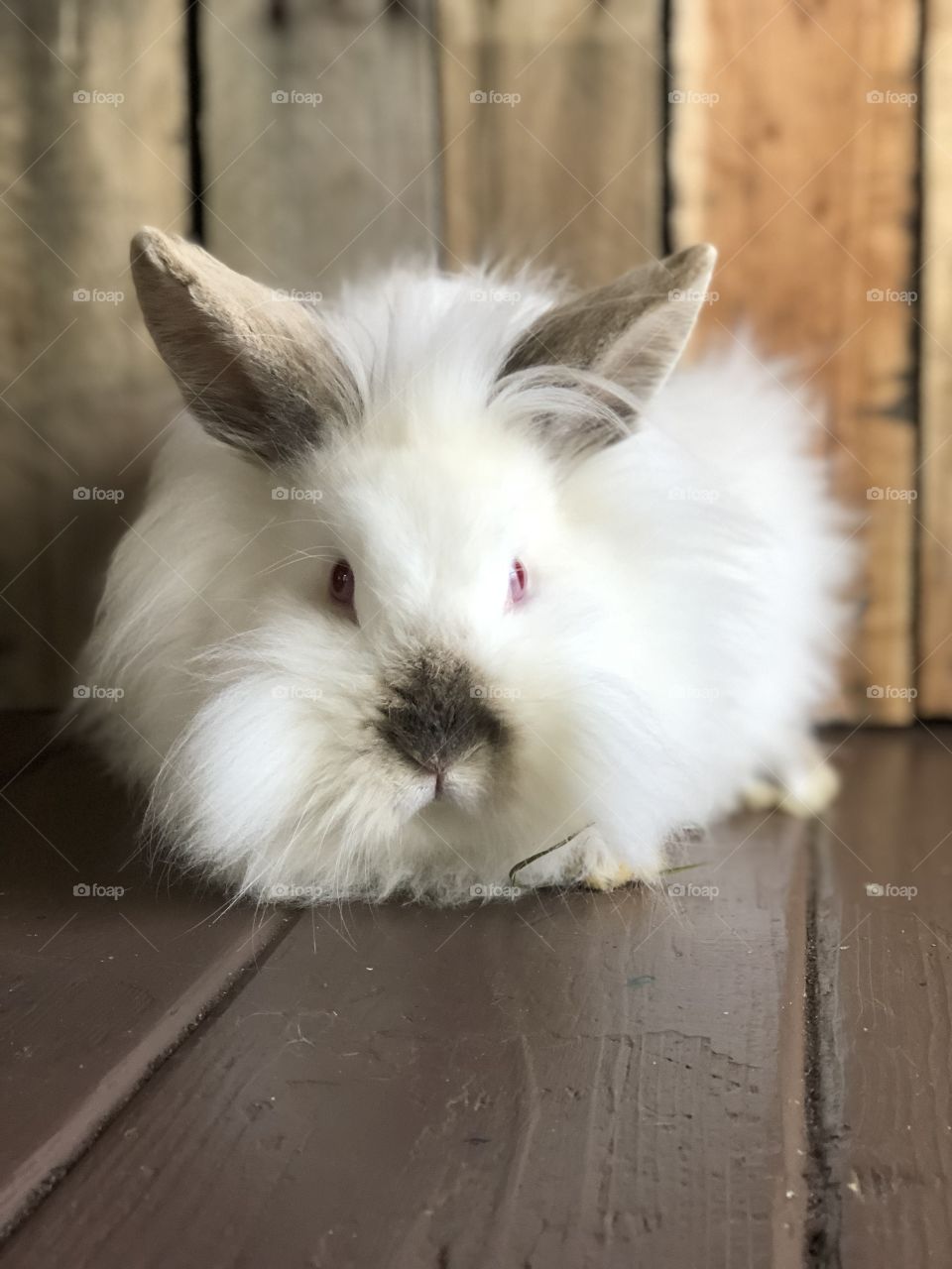 Fluffy bunny 