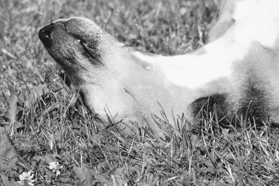 dog in black and White