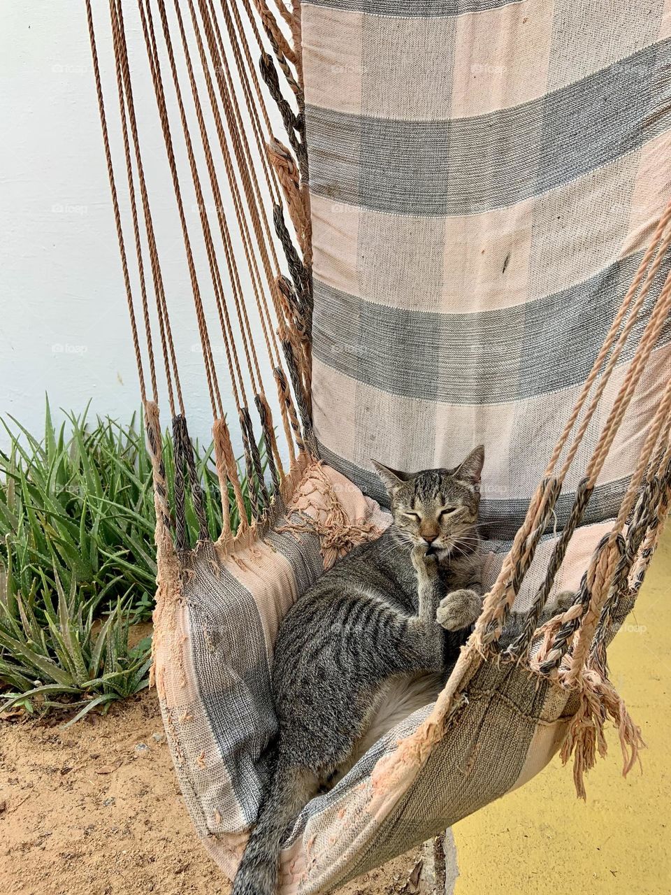 Cat relaxing and cleaning itself in a sitting hammock 