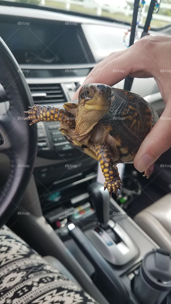 turtle love
